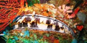 Thorny Oyster Spondyllus Sp