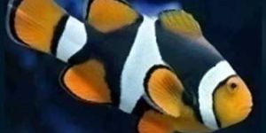 True Onyx Percula Sea Fish