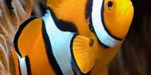 True Percula Sea Fish