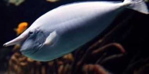 Unicorn Surgeon Fish