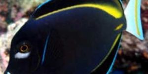 White Cheek Tang Fish