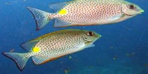 Yellow Blotch Rabbit Fish