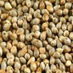 Green Millet Seed