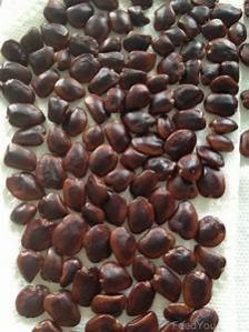 Tamarind Seeds