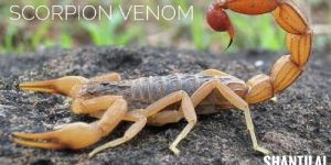 Scorpion Venom