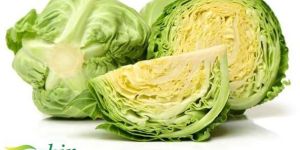 Fresh Cabbage