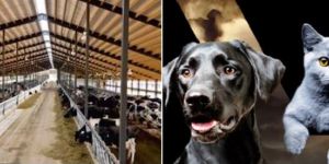 Animal Litter and Bedding