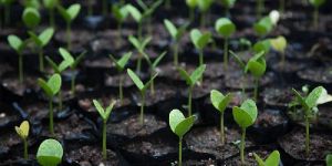 Organic Soil Conditioner