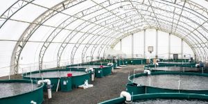 Water Cleaner Conditioner for Aquaculture