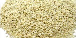 Sesame Seed