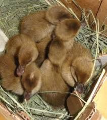 Khaki Chamble Ducklings