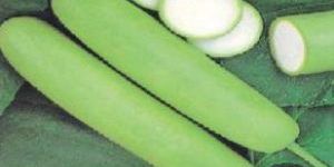 Bottle Gourd