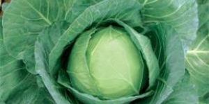 Cabbage