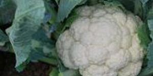 Cauliflower