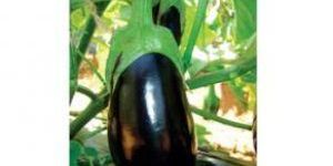 Natural Eggplant