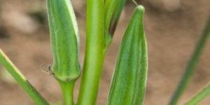 Okra