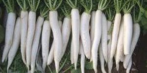 Radish