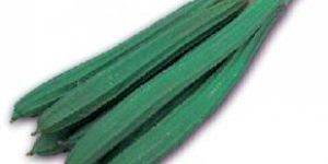 Ridge Gourd
