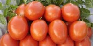 Tomato