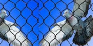 Pigeon Nets