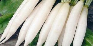 White Radishes