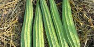 Ridgegourd Seeds