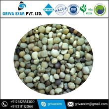 Guar Gum Seed