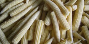 Processed Baby Corns