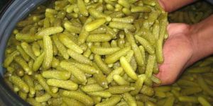 Processed Pickled Cucumber