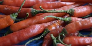 Processed Red Chilli