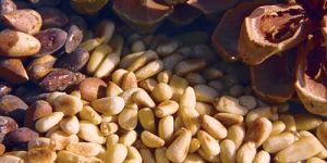 Pine Nuts
