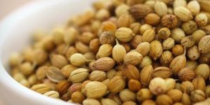 Coriander