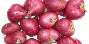 Onions