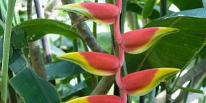 Heliconia