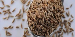 Cumin Seed