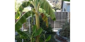 Banana Plant
