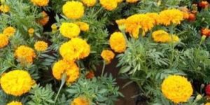 Hybrid Marigold (Genda) Plant