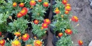 Jafri Marigold (Genda) Plant