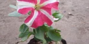 Kitoniya Winter Flowers Plant