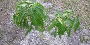 Mango Plant