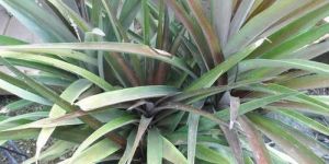 Pineapple Plant
