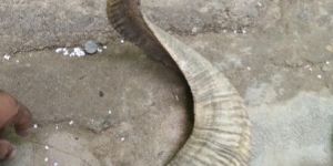 raw natural Ram /sheep horn