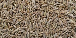 Cumin Seeds