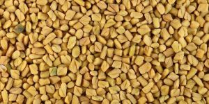 Fenugreek Seeds