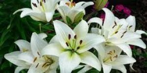 Lily Flowers
