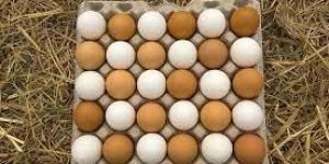 Fresh Chicken Eggs