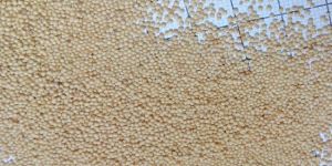 Rajgara Amaranth Seed