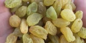 Green Raisins( Sangli GI Tag)