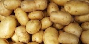 Fresh Potato