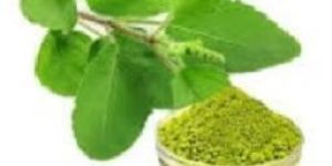 Tulsi or Holy Basil Powder or Dry Leaves
